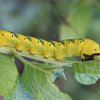 CHENILLE - 07_2017 -_ La chenille du papillon sphinx tête de mort a revêtu son habit de camouflage très efficace. ISABELLE TURBAN